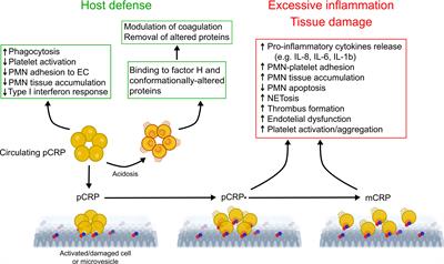 C-reactive protein: a target for therapy to reduce inflammation